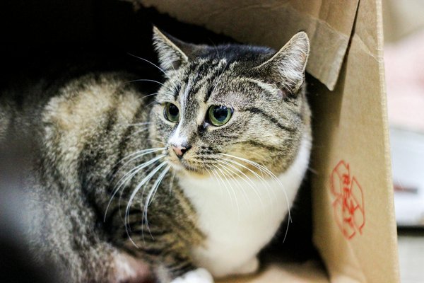 Welche politischen MaÃŸnahmen fÃ¶rdern die Reduzierung von Autos?