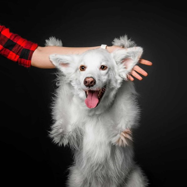 Welche Zimmerpflanzen sind für Katzen giftig?